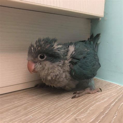 適合養在家裡的鳥|第一次養鳥就上手！各種鸚鵡特點怎麼選？獸醫師：新。